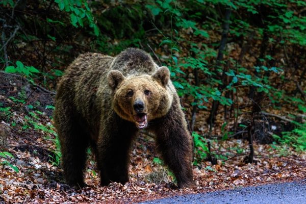 Το μάζεμα μανιταριών μοιάζει με εφιάλτη. Μια αρκούδα όρμησε στον συλλέκτη μανιταριών. Επιτέθηκε από πίσω