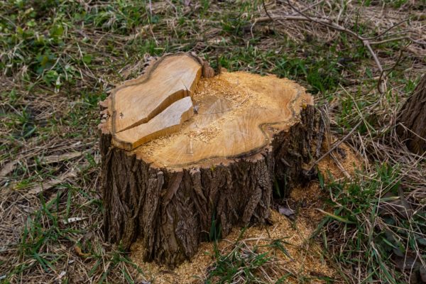 Θέλετε να αφαιρέσετε ένα κούτσουρο δέντρου χωρίς να το σκάψετε; Πάρτε αυτό το προϊόν για λίγες δεκάρες και βγείτε στον κήπο.