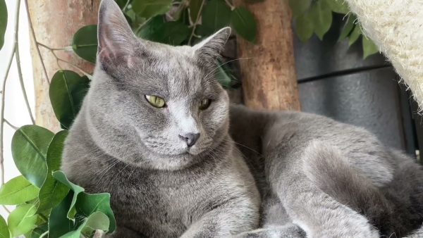 5 Δραστηριότητες που κάνουν μια γάτα ευτυχισμένη: κτηνιατρικές συμβουλές