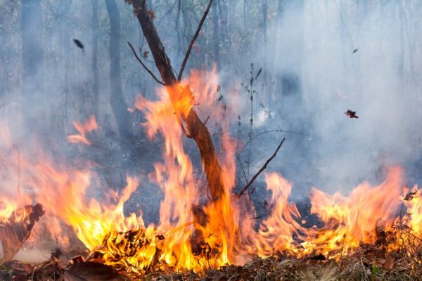 Πύρινα ψέματα: Πώς οι μύθοι για τις πυρκαγιές του Λος Άντζελες αποσπούν την προσοχή από την πραγματικότητα. Οι νέες φαντασιώσεις του Τραμπ